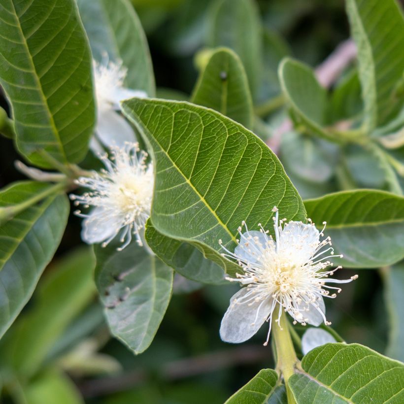 Guayabo Limon - Psidium guajava (Floración)