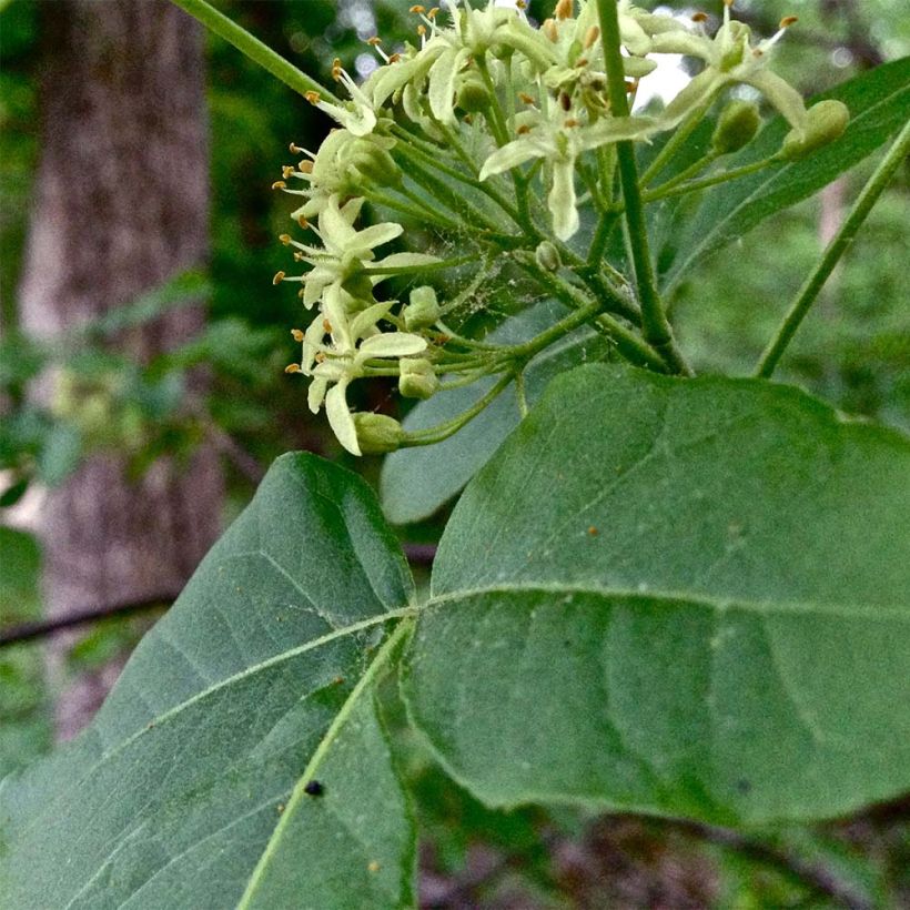 Ptelea trifoliata - Palo zorrillo (Follaje)