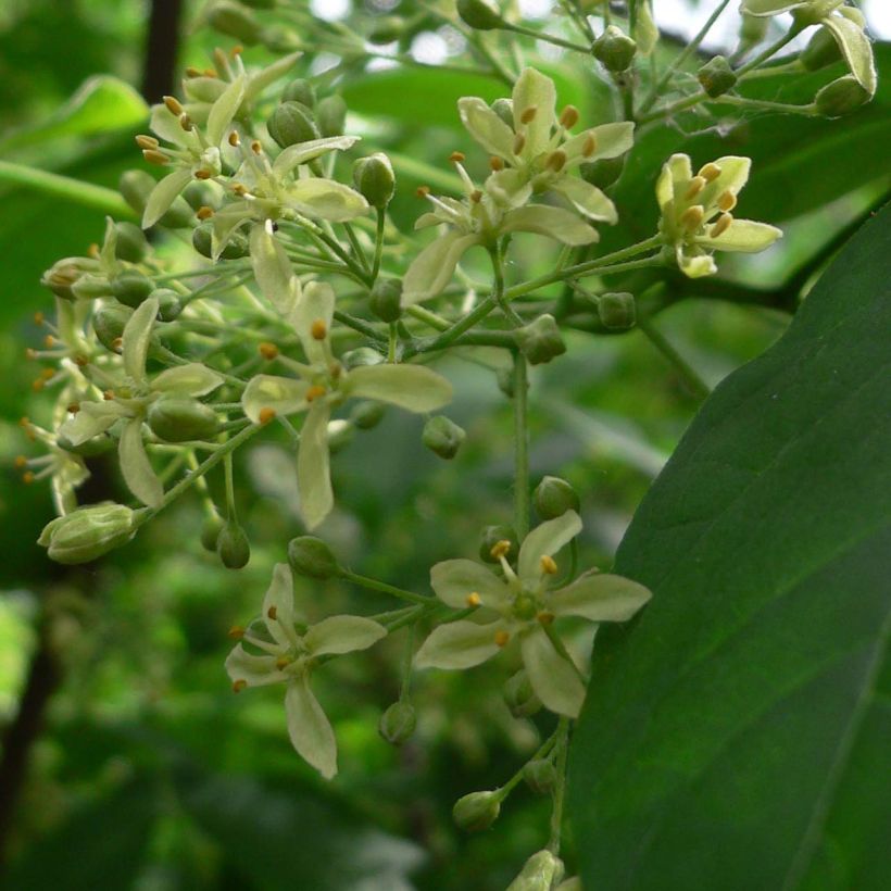 Ptelea trifoliata - Palo zorrillo (Floración)