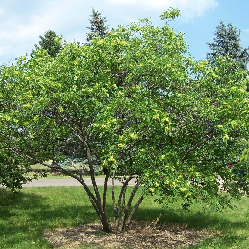 Ptelea trifoliata - Palo zorrillo (Porte)