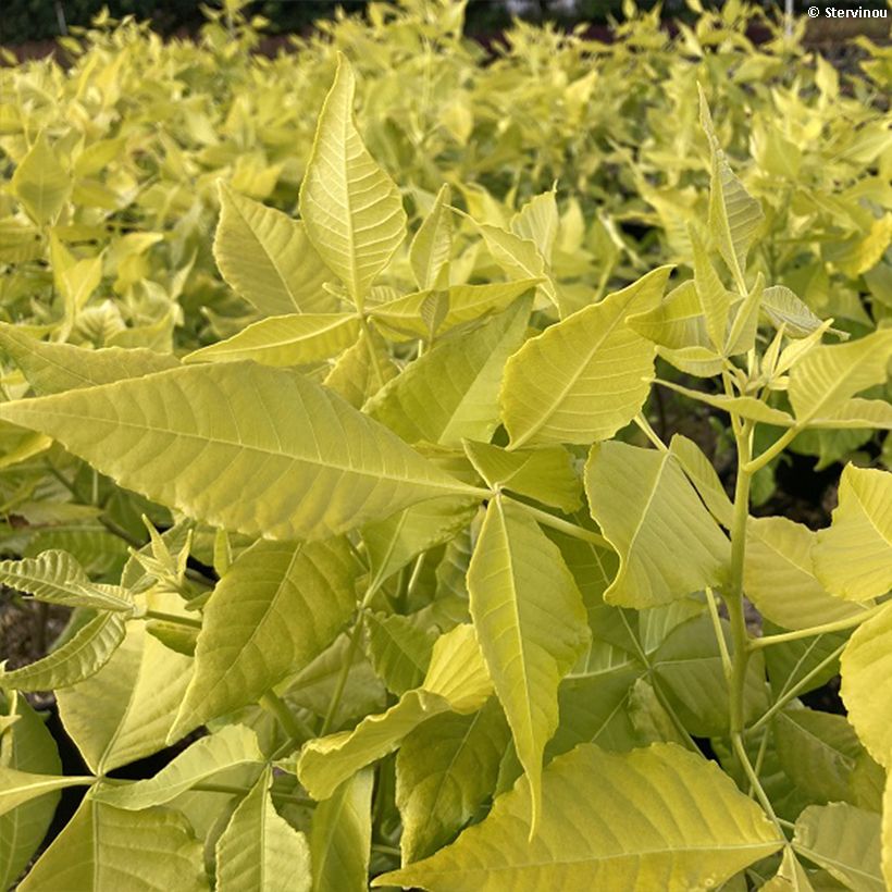 Ptelea trifoliata Aurea - Palo zorrillo (Follaje)