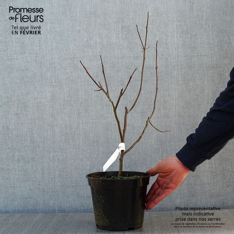 Ptelea trifoliata Aurea - Orme de Samarie doré Pot de 4L Ejemplar entregado en invierno