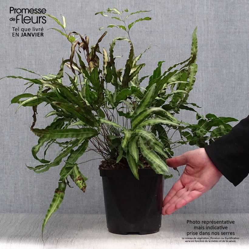 Pteris nipponica - Fougère Pot de 3L/4L Ejemplar entregado en invierno