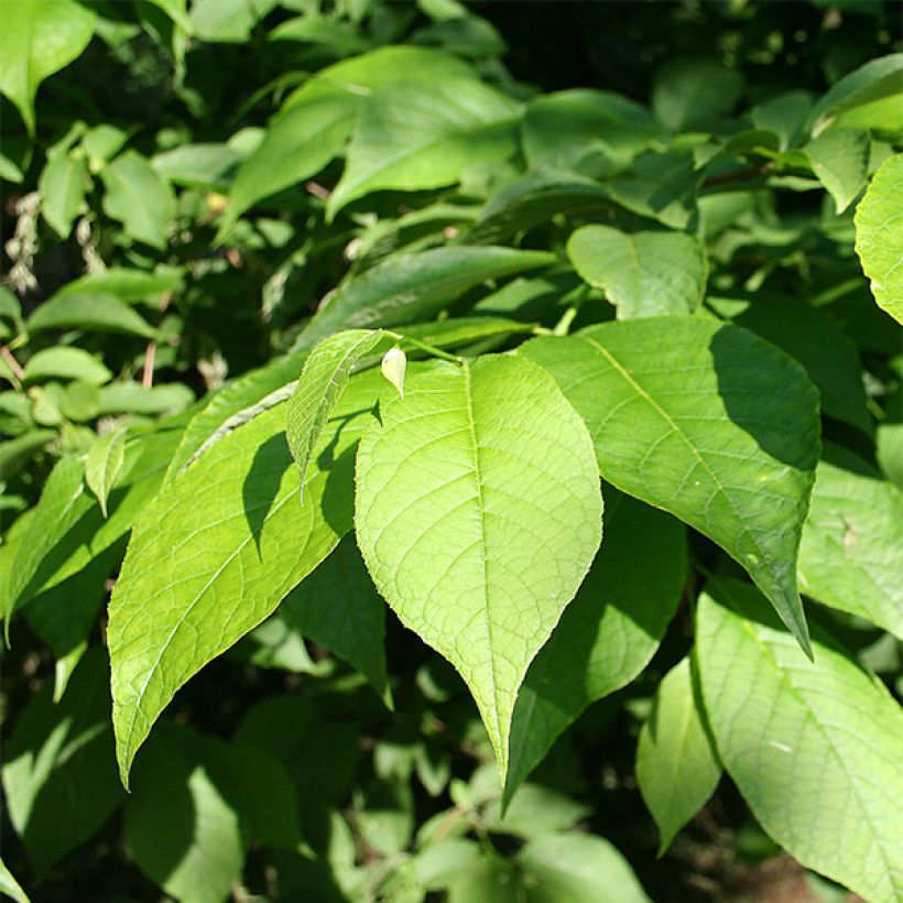 Pterostyrax hispida - Árbol de la charretera (Follaje)