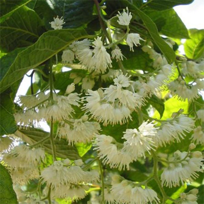 Pterostyrax hispida - Árbol de la charretera (Floración)