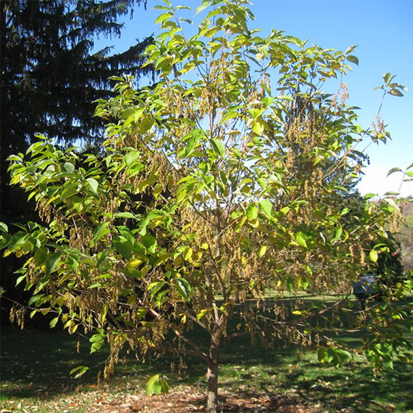 Pterostyrax hispida - Árbol de la charretera (Porte)