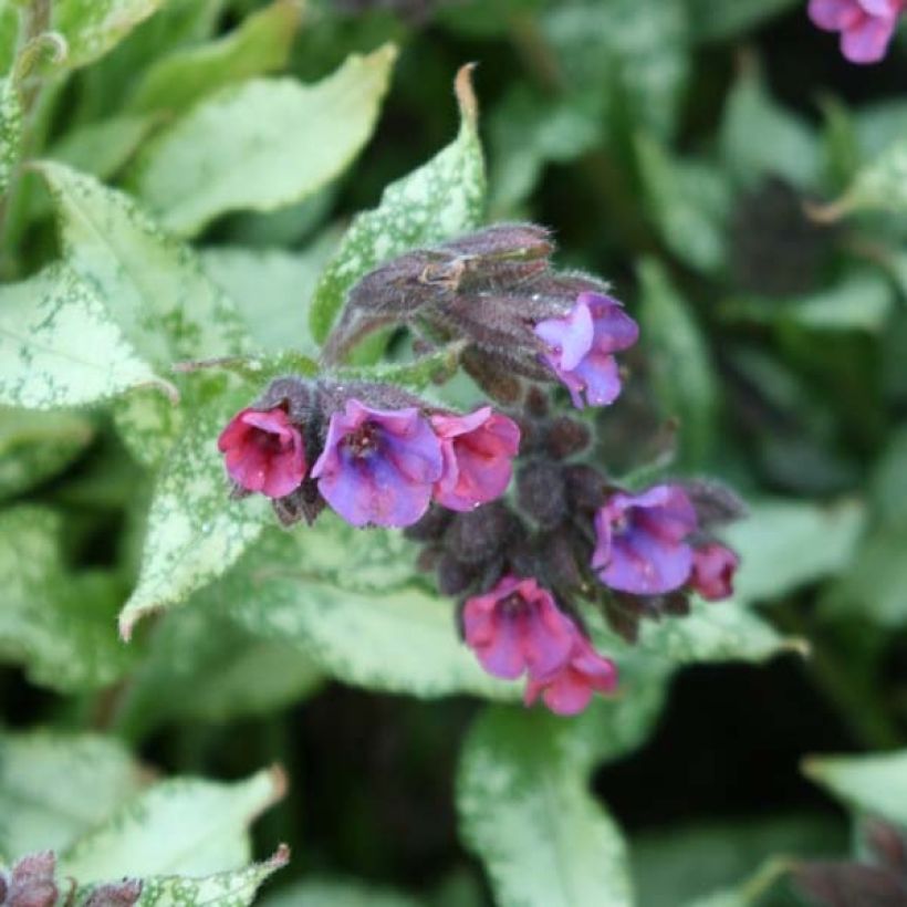 Pulmonaria Majesté (Floración)