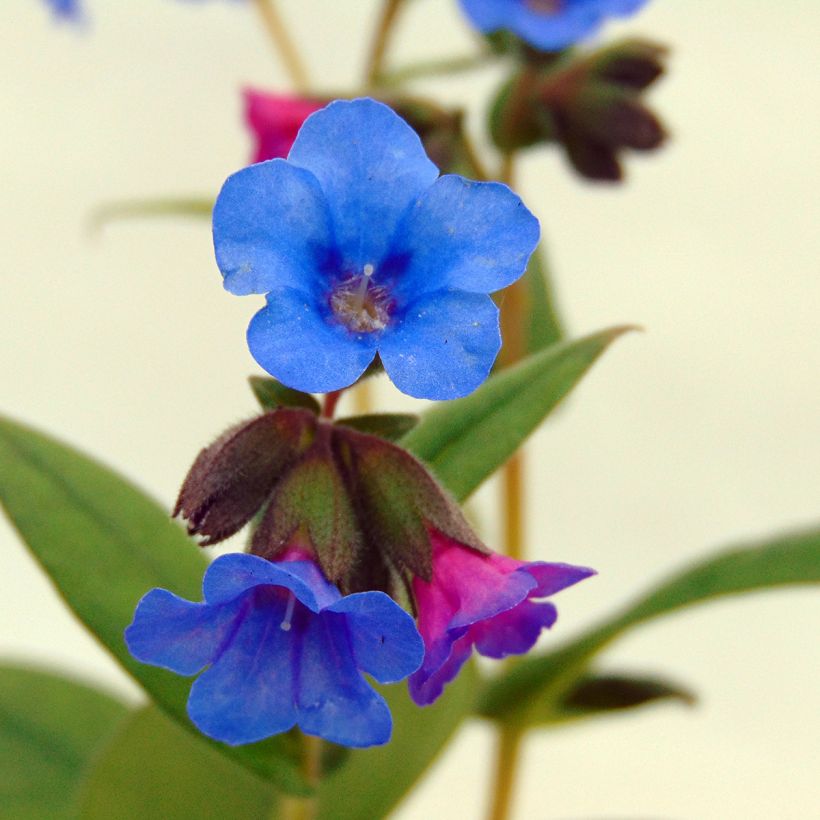 Pulmonaria Blue Ensign (Floración)