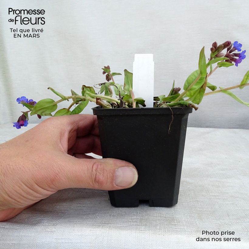 Pulmonaire hybride - Pulmonaria Blue Ensign en godet de 8/9 cm Ejemplar entregado en invierno