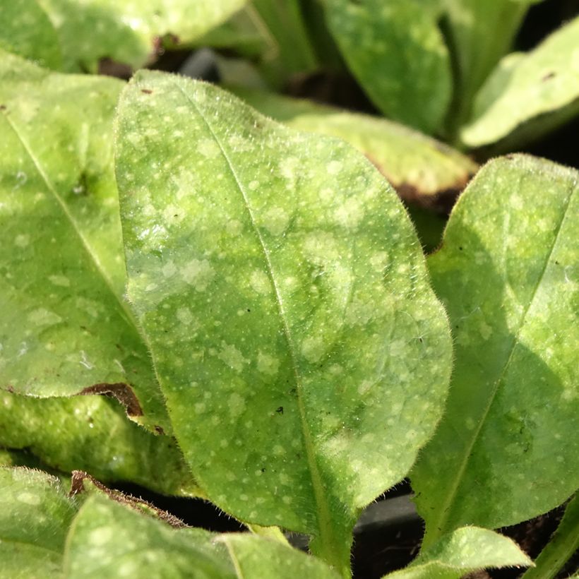 Pulmonaria Diane Clare (Follaje)