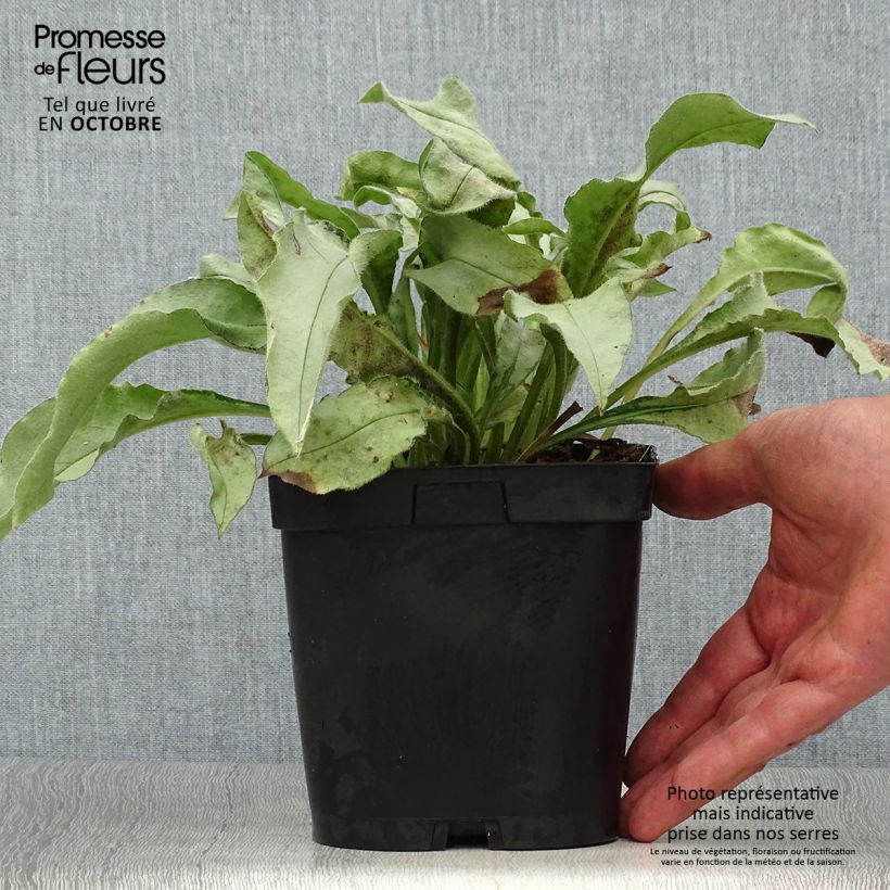 Ejemplar de Pulmonaire hybride - Pulmonaria Majesté en pot de 2 litres entregado en otoño