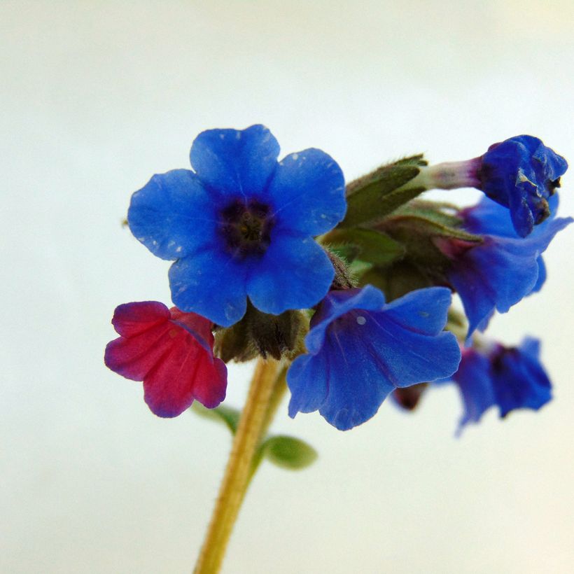 Pulmonaria Margery Fish (Floración)