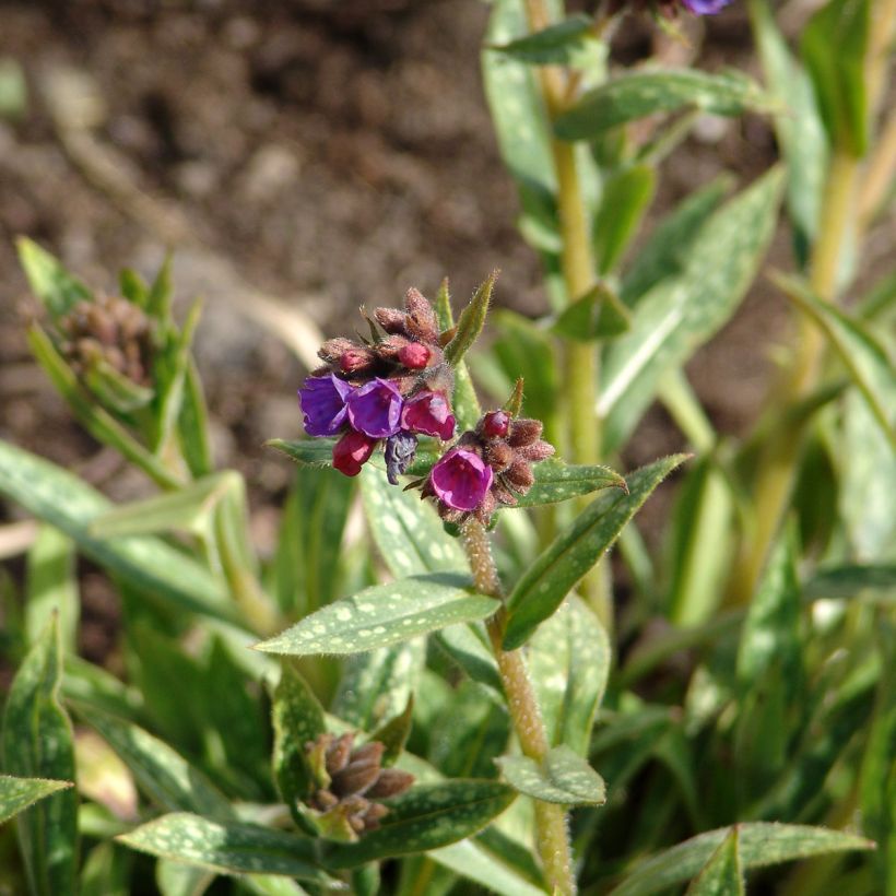 Pulmonaria Raspberry Splash (Floración)