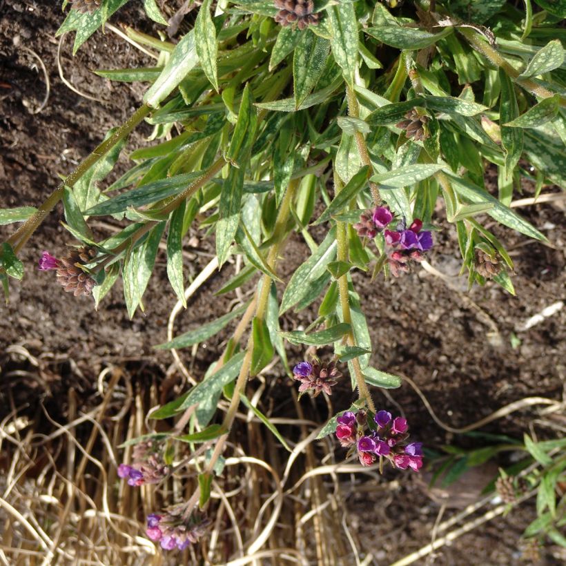 Pulmonaria Raspberry Splash (Porte)