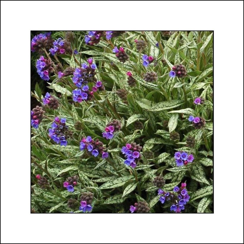 Pulmonaria longifolia subsp. cevennensis (Follaje)