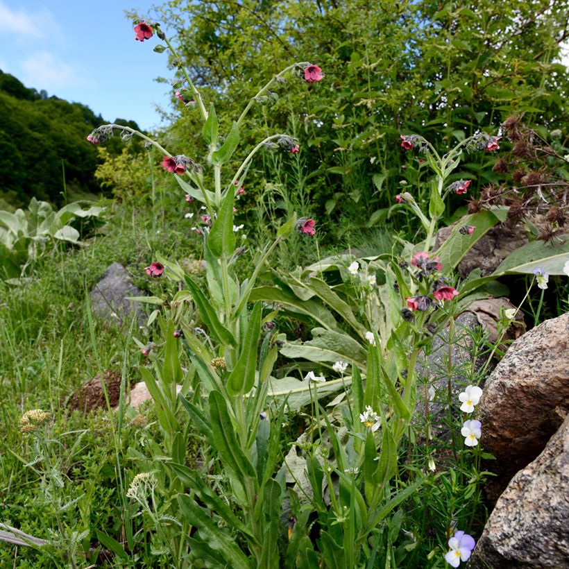 Pulmonaria rubra (Porte)