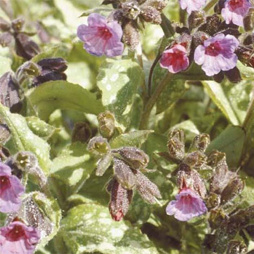 Pulmonaria Apple Frost (Floración)