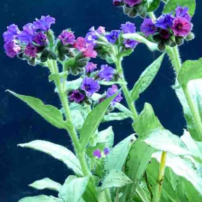 Pulmonaria Diane Clare (Floración)