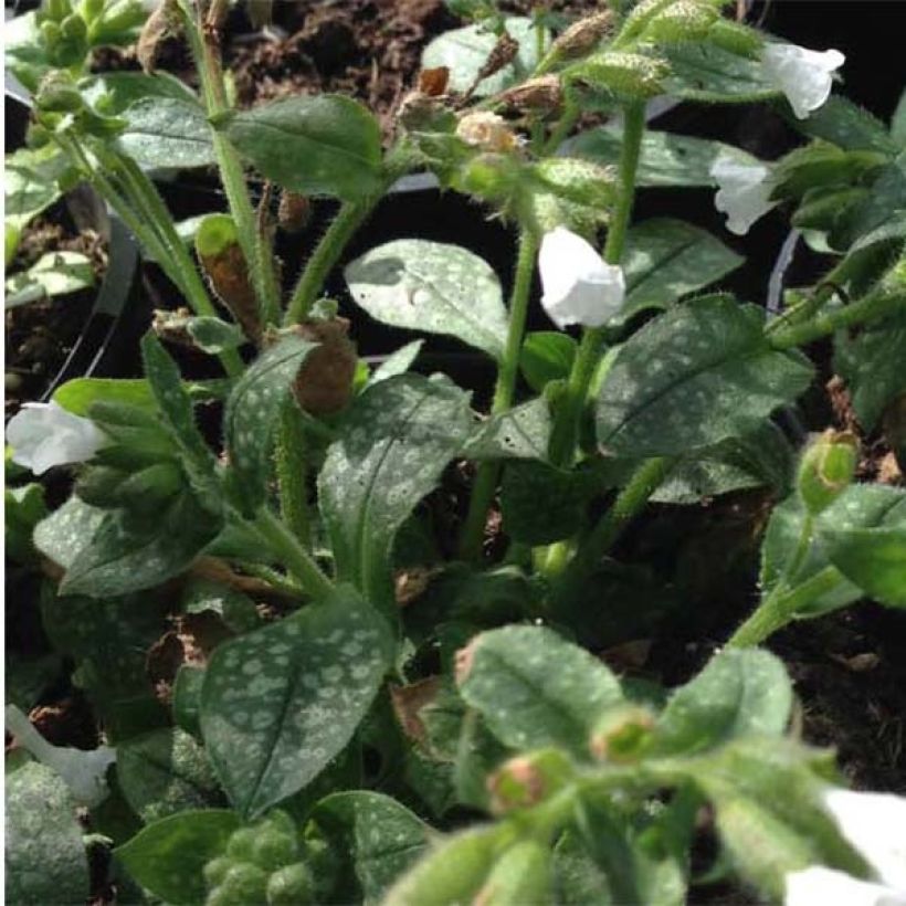 Pulmonaria Ice Ballet (Follaje)