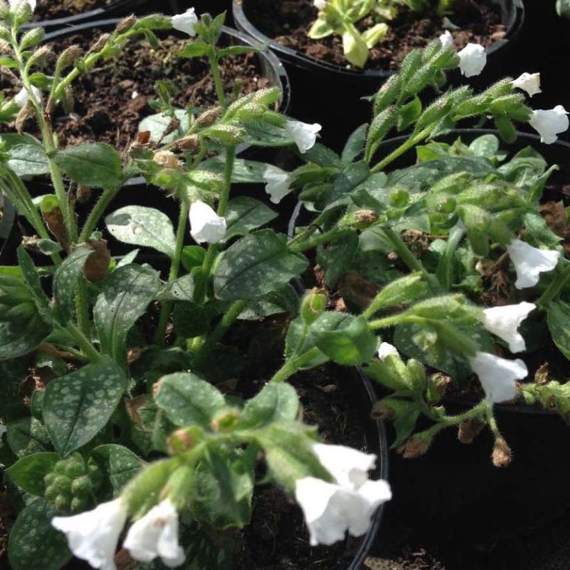 Pulmonaria Ice Ballet (Floración)