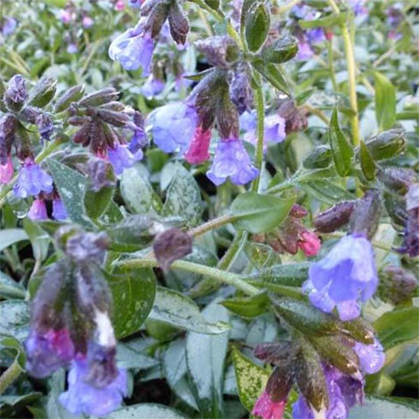 Pulmonaria Samourai (Floración)