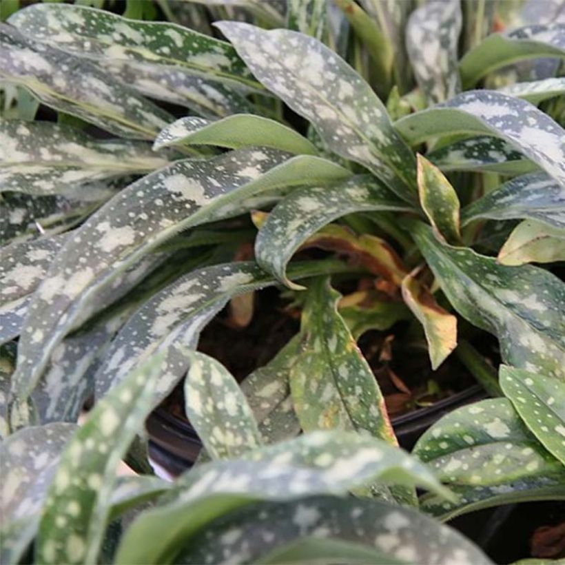 Pulmonaria longifolia E.B Anderson (Follaje)