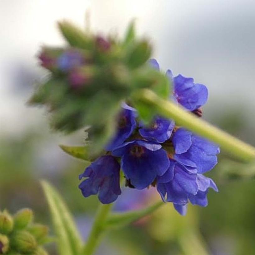 Pulmonaria longifolia E.B Anderson (Floración)