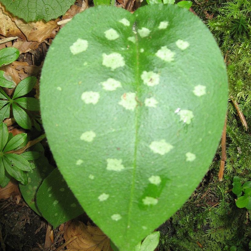 Pulmonaria officinalis (Follaje)