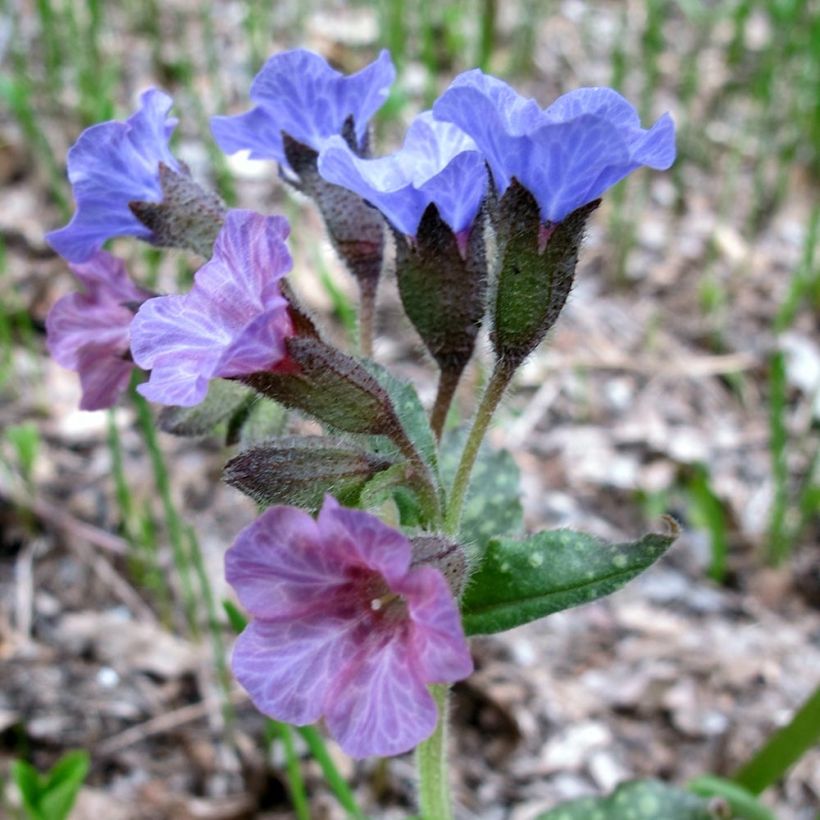 Pulmonaria officinalis (Floración)