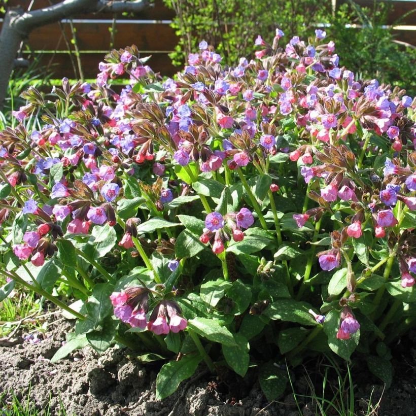 Pulmonaria officinalis (Porte)