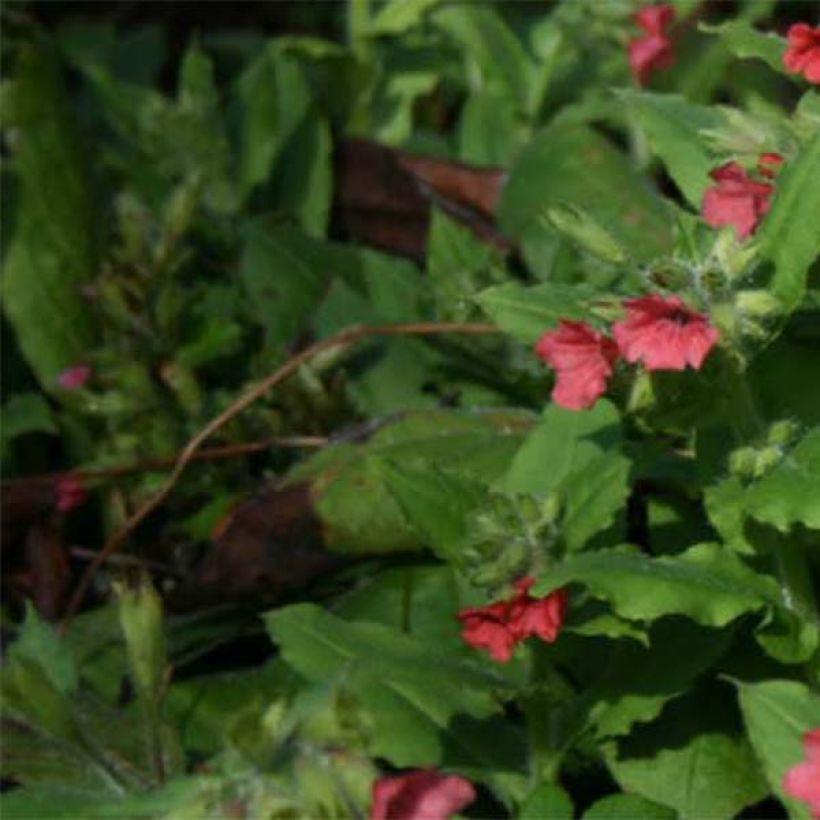 Pulmonaria rubra (Follaje)