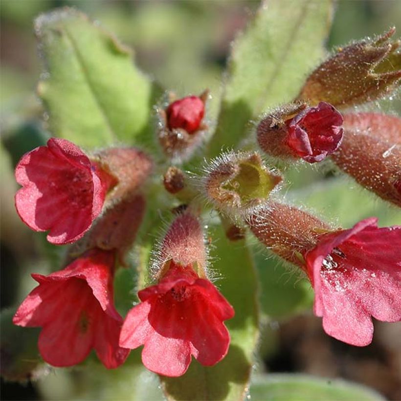 Pulmonaria rubra (Floración)