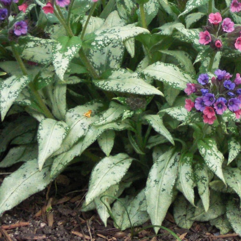 Pulmonaria saccharata Silver Bouquet (Follaje)