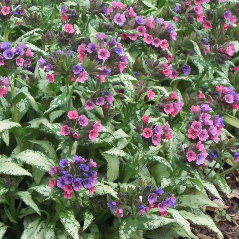 Pulmonaria saccharata Silver Bouquet (Floración)