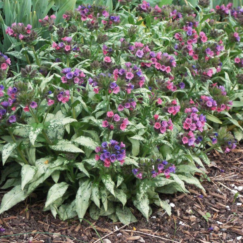 Pulmonaria saccharata Silver Bouquet (Porte)