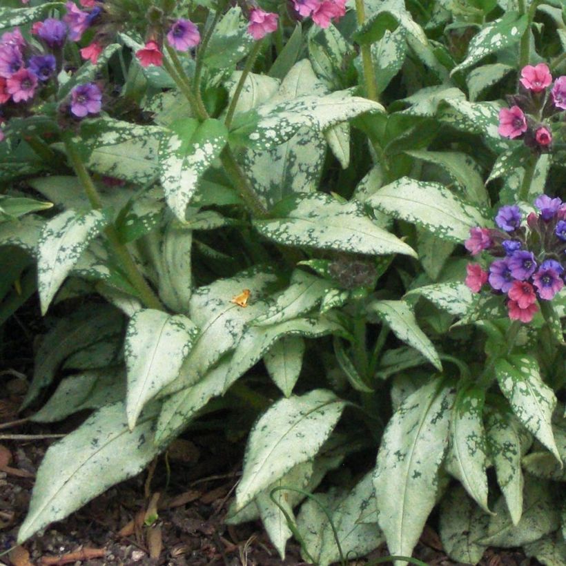 Pulmonaria saccharata Silverado (Follaje)