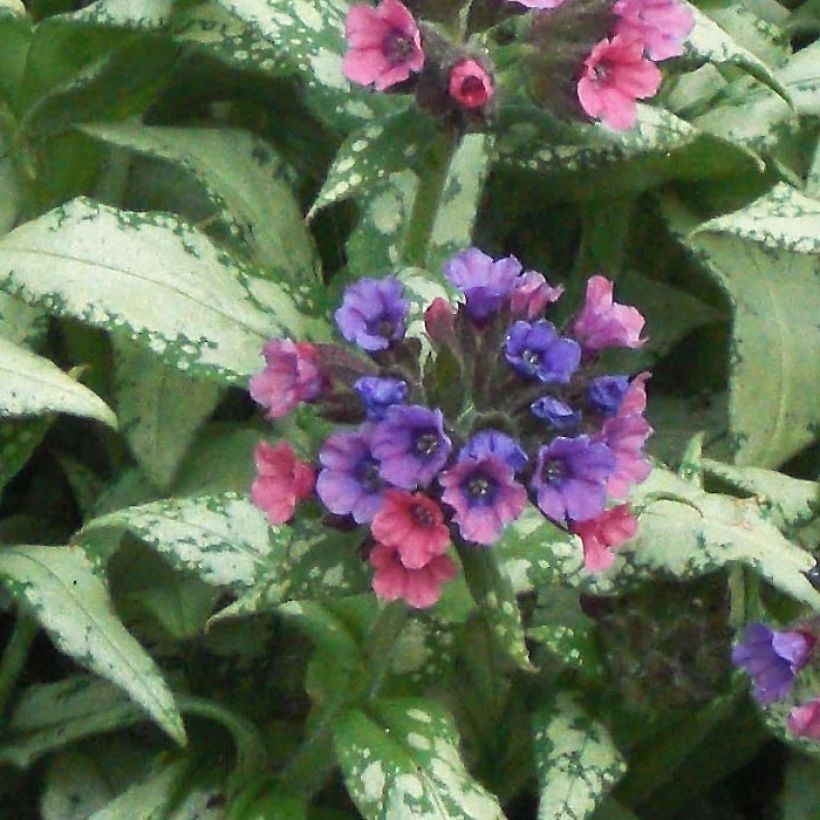 Pulmonaria saccharata Silverado (Floración)