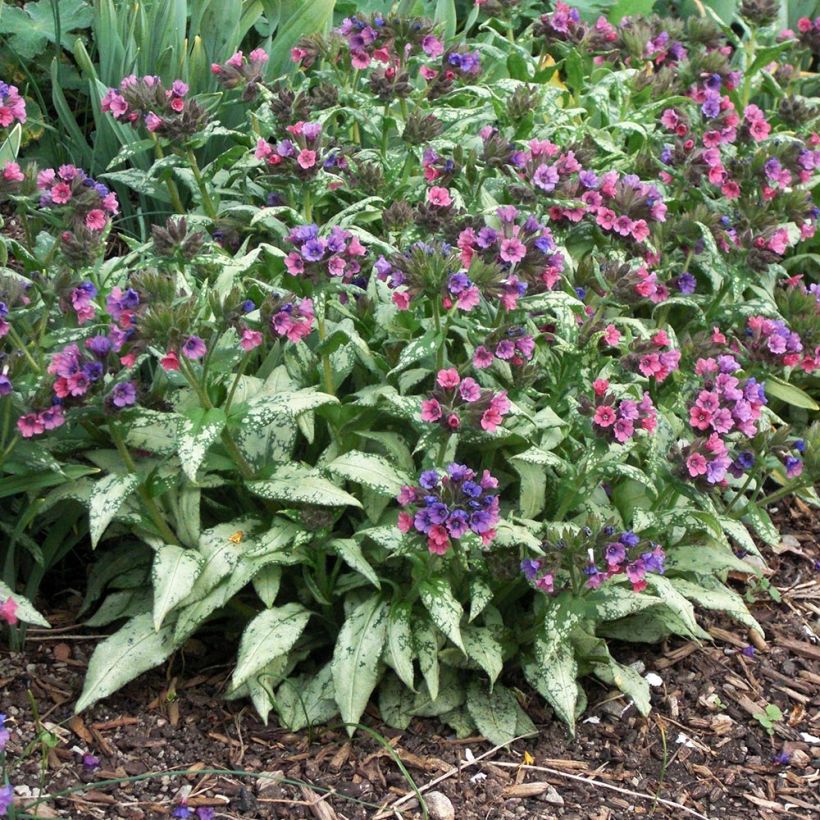 Pulmonaria saccharata Silverado (Porte)