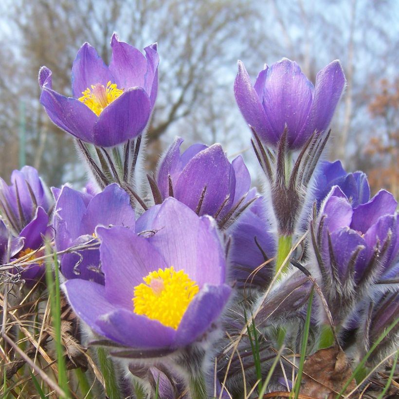 Pulsatilla patens (Floración)