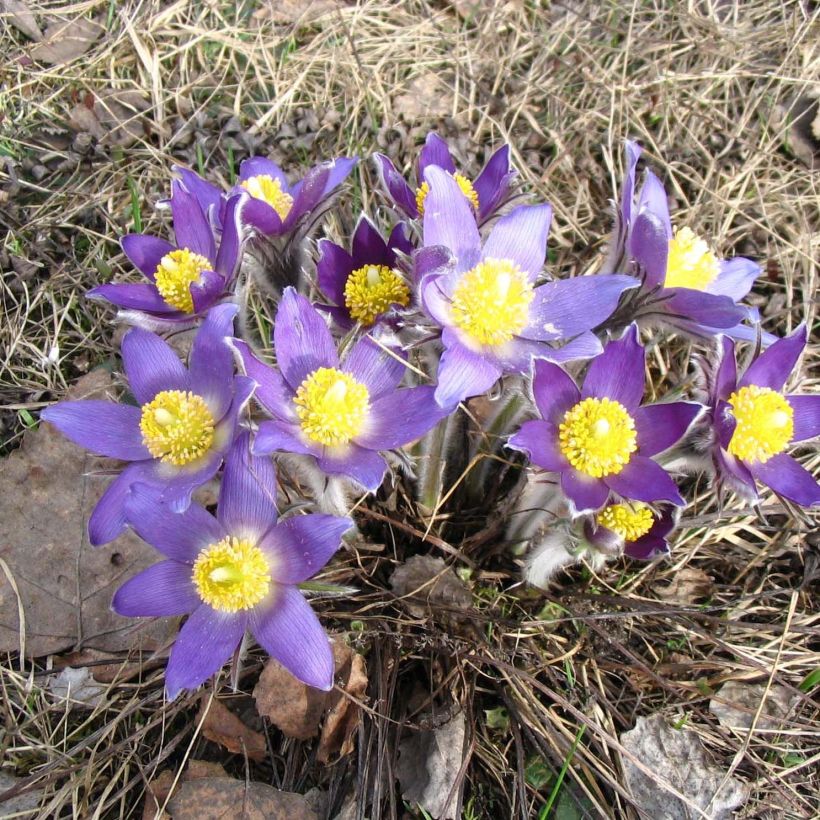 Pulsatilla patens (Porte)