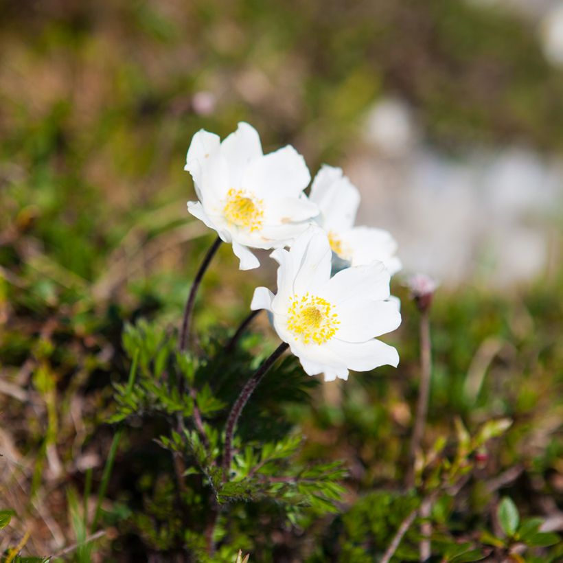 Pulsatilla vulgaris Alba - Pulsatilla común (Porte)