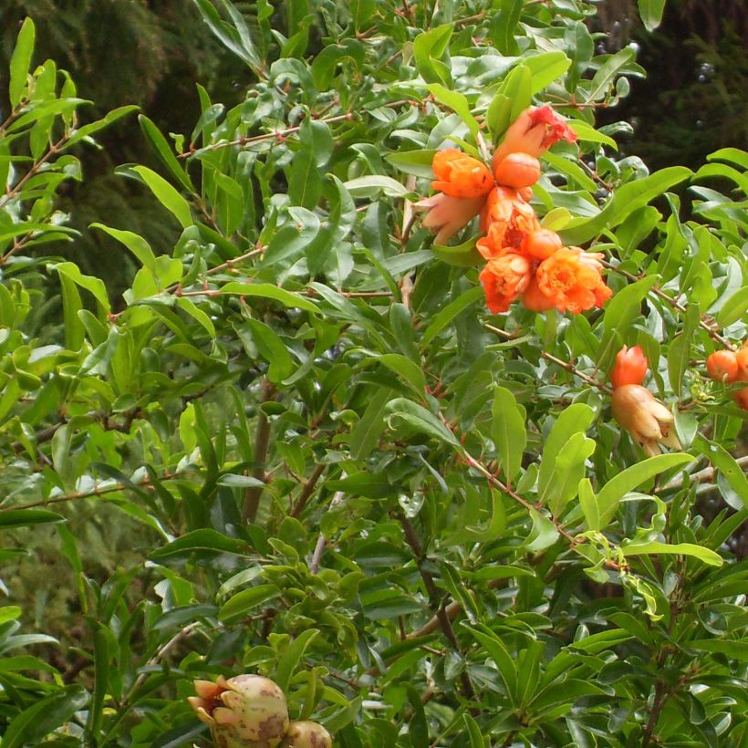 Punica granatum Maxima Rubra - Granado (Follaje)