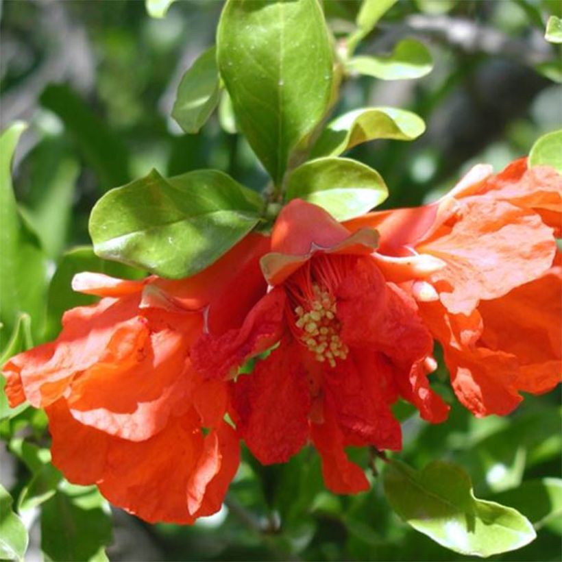 Punica granatum Maxima Rubra - Granado (Floración)