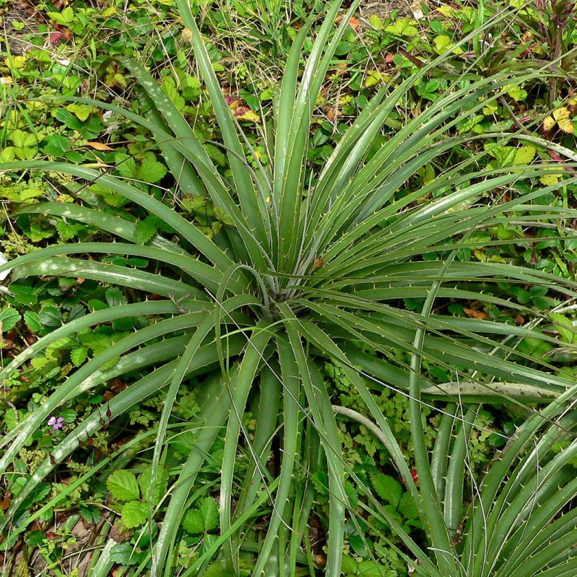 Puya alpestris (Follaje)