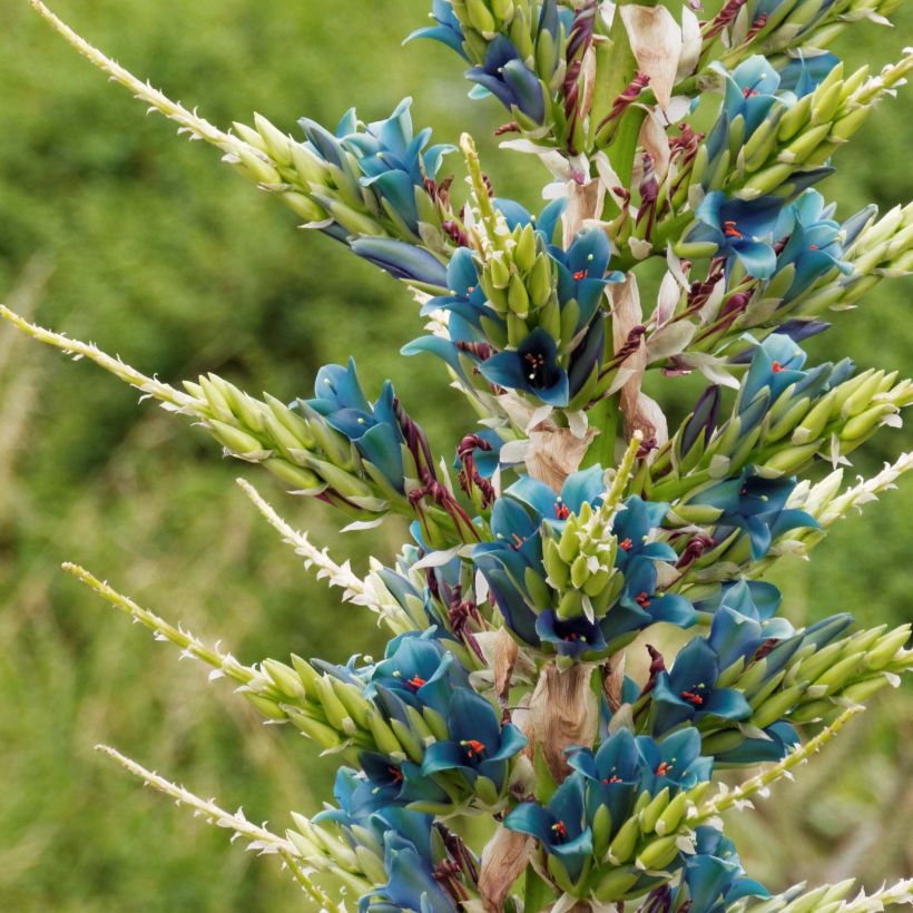 Puya alpestris (Floración)