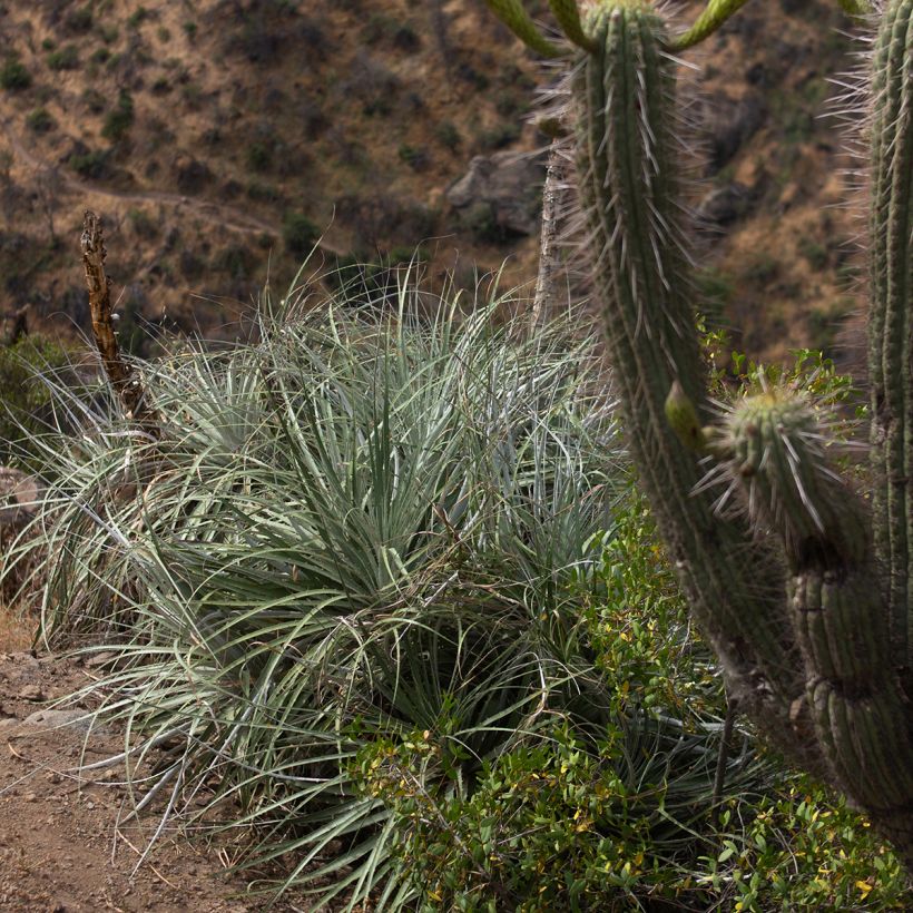 Puya alpestris (Porte)