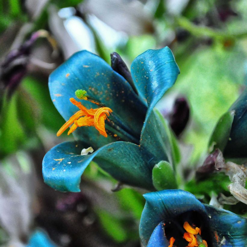 Puya berteroniana - Chagual (Floración)