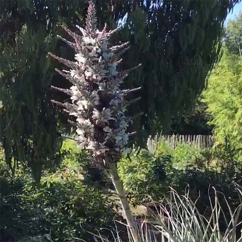 Puya castellanosii (Floración)