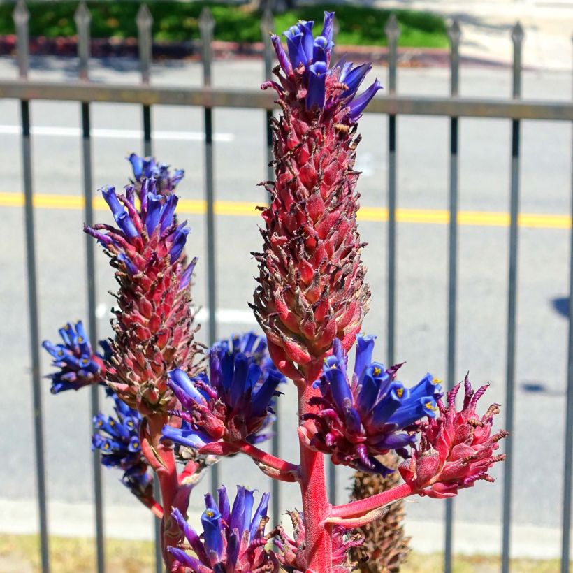 Puya venusta - Chagualillos (Floración)