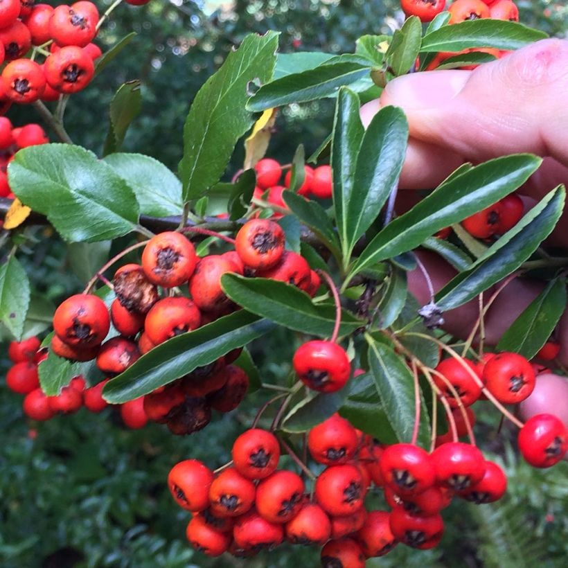 Piracanta coccinea Mohave (Follaje)